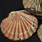 Die Muschel ist das Kennzeichen der Jakobspilger und wurde im Mittelalter auf dem Nachhauseweg getragen.