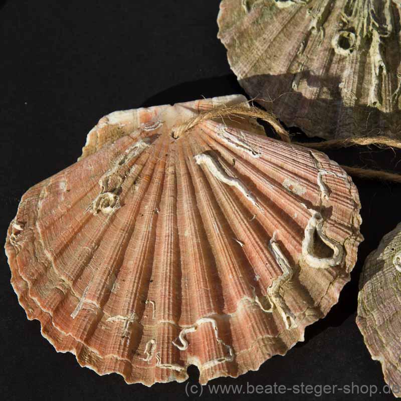 Die Muschel ist das Kennzeichen der Jakobspilger und wurde im Mittelalter auf dem Nachhauseweg getragen.