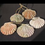 Die Muschel ist das Kennzeichen der Jakobspilger und wurde im Mittelalter auf dem Nachhauseweg getragen.