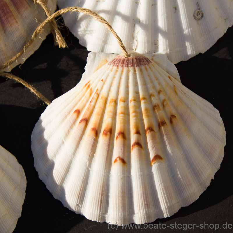 Die Muschel ist das Kennzeichen der Jakobspilger und wurde im Mittelalter auf dem Nachhauseweg getragen.