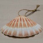 Die Muschel ist das Kennzeichen der Jakobspilger und wurde im Mittelalter auf dem Nachhauseweg getragen.