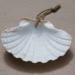 Die Muschel ist das Kennzeichen der Jakobspilger und wurde im Mittelalter auf dem Nachhauseweg getragen.