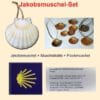 bestehend aus Jakobsmuschel, Flockmuschel und Muschelkette.