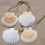 Die Muschel ist das Kennzeichen der Jakobspilger und wurde im Mittelalter auf dem Nachhauseweg getragen.