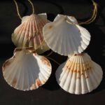 Die Muschel ist das Kennzeichen der Jakobspilger und wurde im Mittelalter auf dem Nachhauseweg getragen.